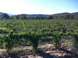 Nos-vignes