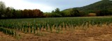 La-plantation-a-trois-mois