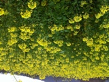 Moutarde-en-fleur