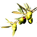 Variété de nos olivais